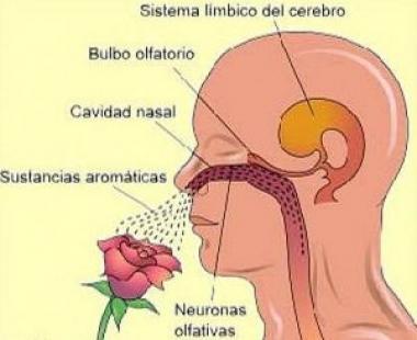 ANOSMIA