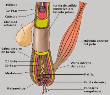 FOLÍCULO PILOSO