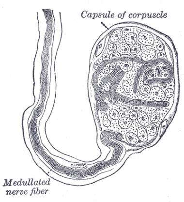 CORPÚSCULO DE MEISSNER