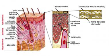 estrato de capas de la piel