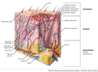 ESTRATO BASAL