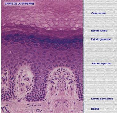 ESTRATO BASAL