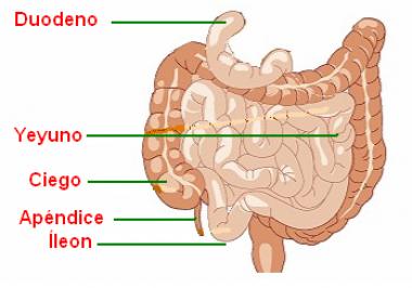 ENTEROESTENOSIS