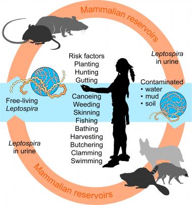 LEPTOSPIROSIS