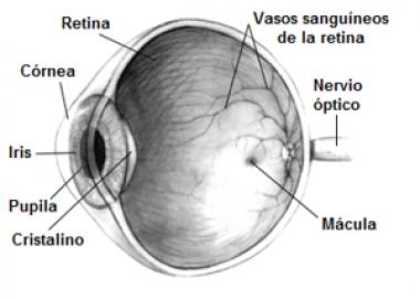 RETINA