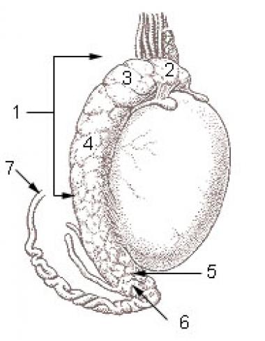 DISFUNCIÓN TESTICULAR