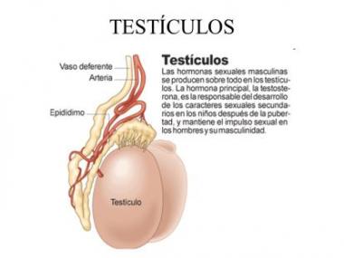 HIPOFUNCIÓN TESTICULAR